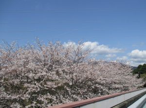 桜満開🌸笑顔満開！(o^―^o)